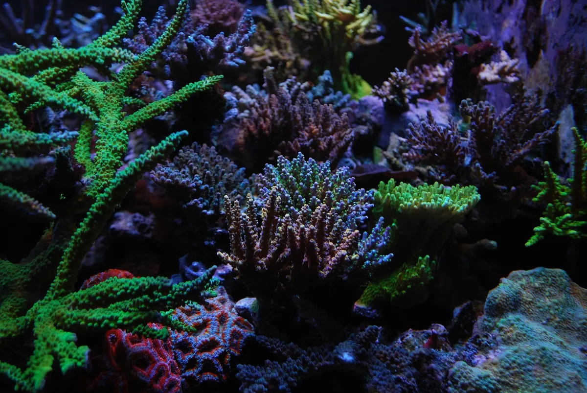 Beginner's Guide to Keeping Soft Corals in a UK Marine Tank