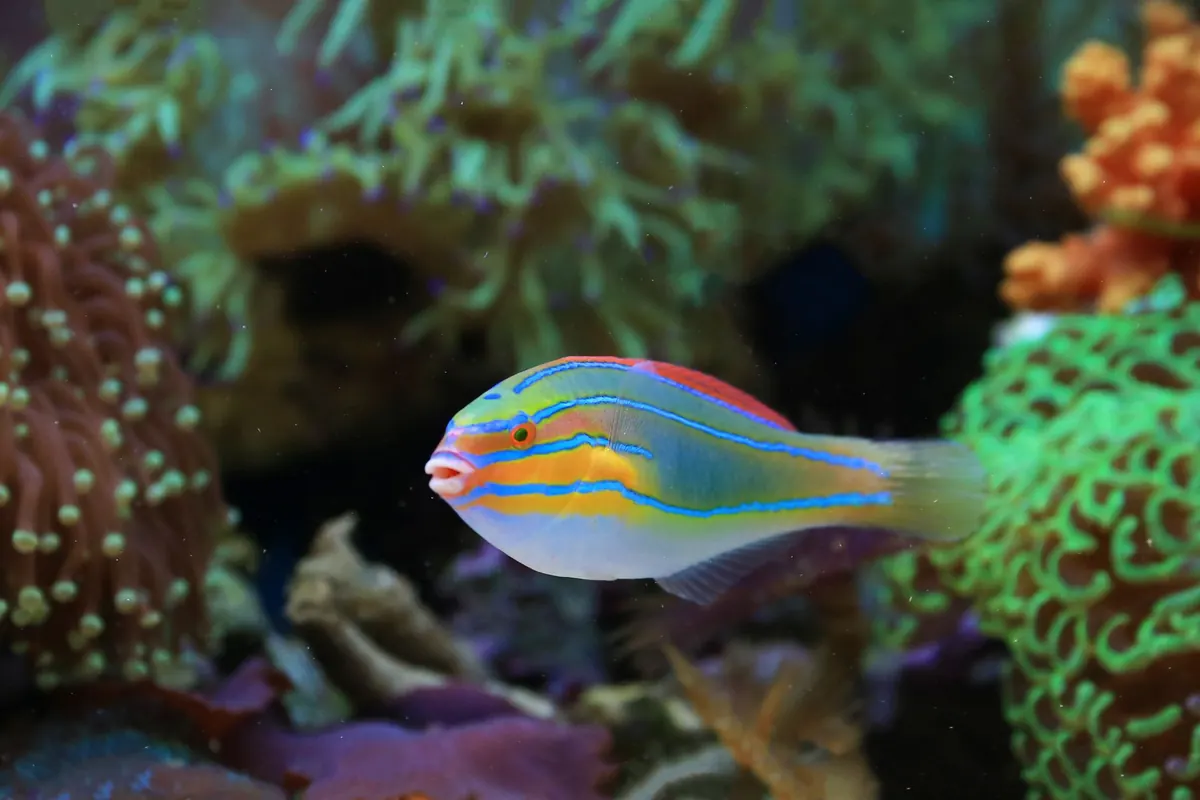LED vs T5 Lighting for Reef Tanks: Which Is Right for Your Corals?