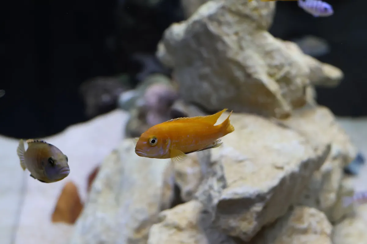 The Complete Checklist for Cycling a New Marine Aquarium