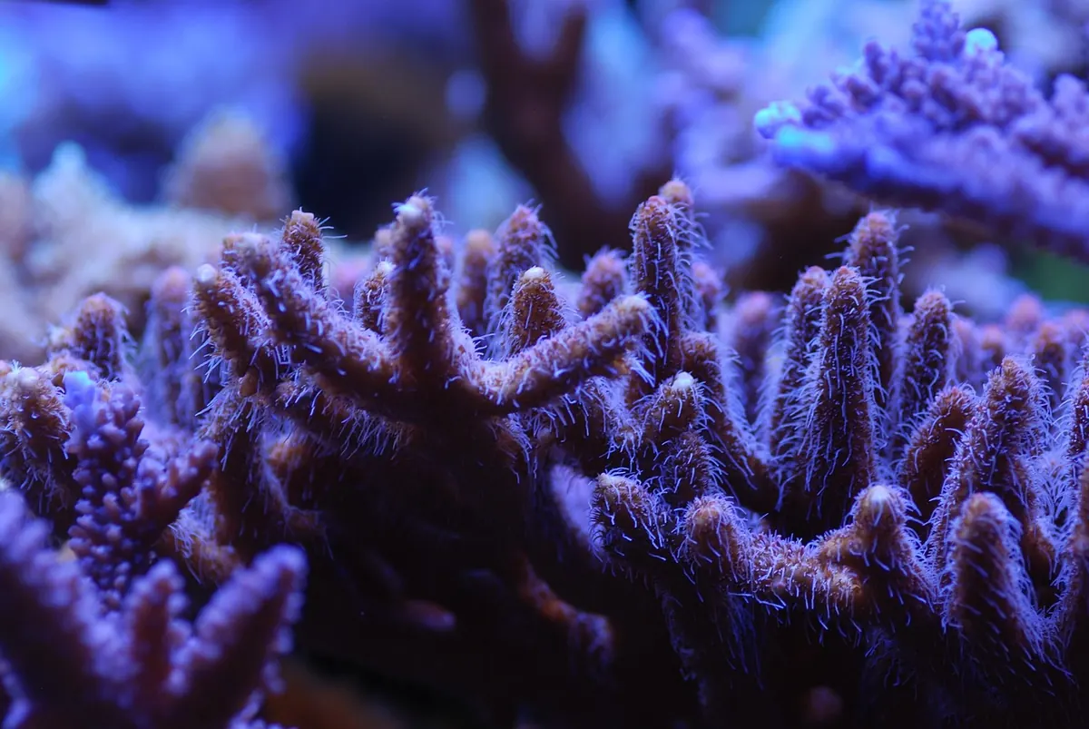 UK Heatwave Alert: How to Keep Your Reef Tank Cool in Summer
